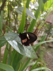 Parides eurimedes