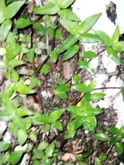 Callisia repens