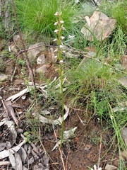 Prasophyllum brevilabre