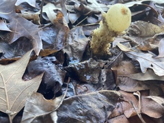 Calostoma lutescens