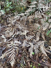 Pteridium aquilinum pseudocaudatum