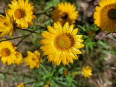 Xerochrysum