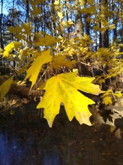 Acer floridanum
