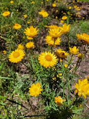Xerochrysum