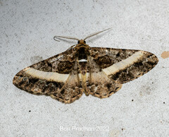 Harutalcis vialis