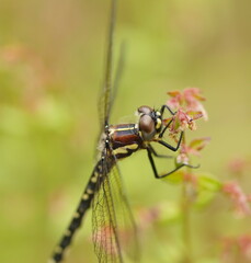 Eusynthemis brevistyla