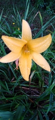Hemerocallis