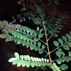 Cenostigma eriostachys