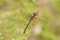 Eusynthemis brevistyla