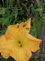 Cucurbita moschata