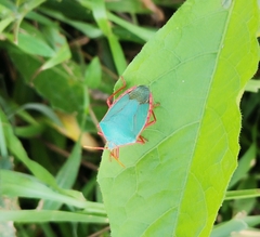 Edessa rufomarginata