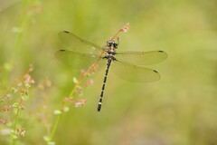 Eusynthemis brevistyla