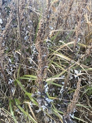 Artemisia suksdorfii