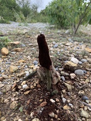 Podaxis