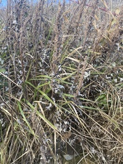 Artemisia suksdorfii