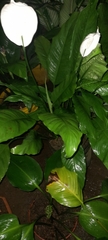 Spathiphyllum wallisii