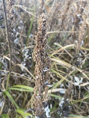 Artemisia suksdorfii
