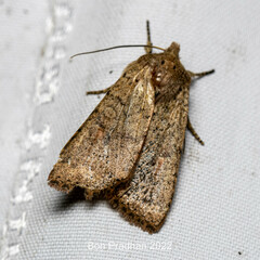 Noctuinae