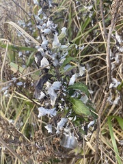 Artemisia suksdorfii