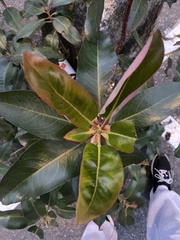 Arbutus