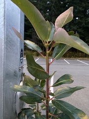 Arbutus