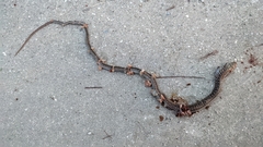 Ophisaurus attenuatus