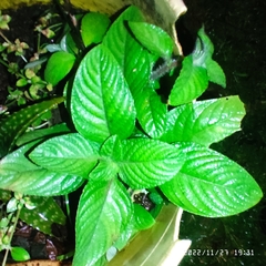 Strobilanthes crispus