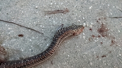 Ophisaurus attenuatus