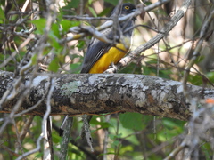 Trogon citreolus