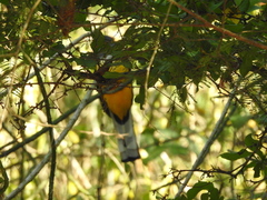 Trogon citreolus