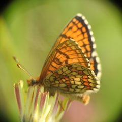 Melitaea parthenoides