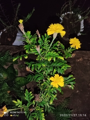 Tagetes tenuifolia image