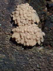 Arcyria obvelata