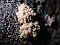 Arcyria obvelata