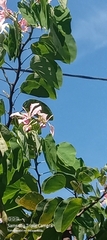 Bauhinia purpurea
