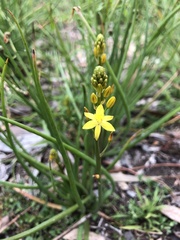 Bulbine semibarbata