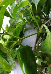 Capsicum annuum