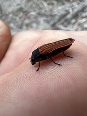 Castiarina erythroptera