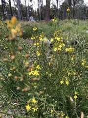 Bulbine semibarbata