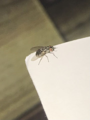 Musca domestica