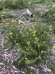 Bulbine semibarbata