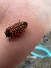 Castiarina erythroptera