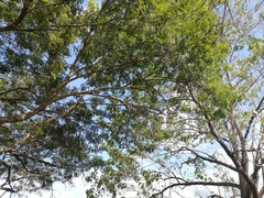 Ficus insipida