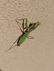 Stagmomantis limbata