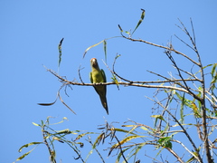 Eupsittula canicularis