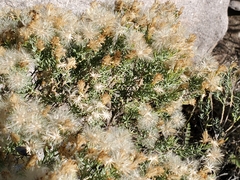 Ericameria laricifolia