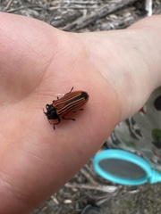 Castiarina erythroptera