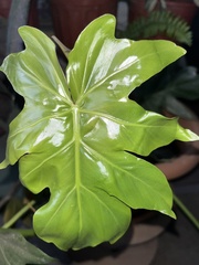 Philodendreae