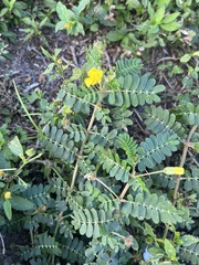 Tribulus