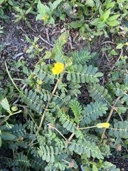 Tribulus